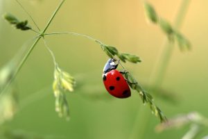 How to Find Bugs in Your Backyard or Local Park