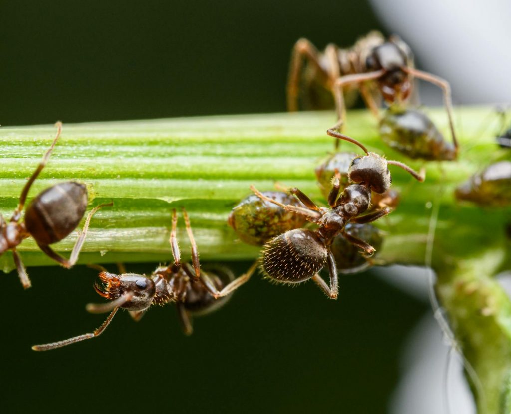 A close-up macro shot of ants swarming on a green stem, capturing their detailed features.