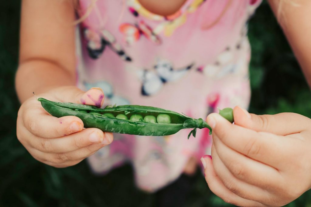 Child holding an open pea pod showing fresh peas. Close-up with vibrant colors and shallow focus.