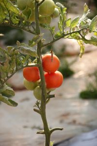 orange tomato on green tree